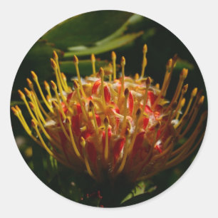 ORANJE EXOTISCHE CACTUSBLOEM RONDE STICKER