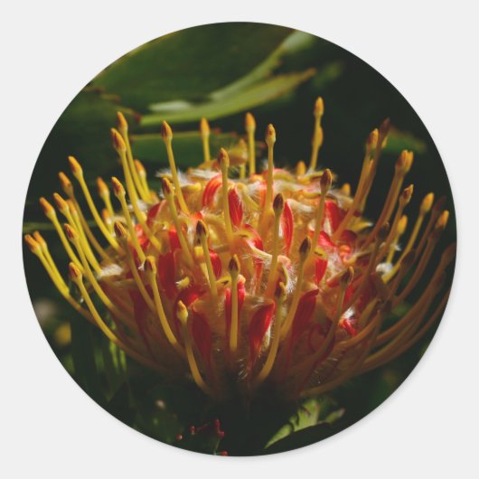 ORANJE EXOTISCHE CACTUSBLOEM RONDE STICKER (Voorkant)