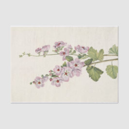 Oranje-Eyed Globemallow van Mary Vaux Walcott Tissuepapier