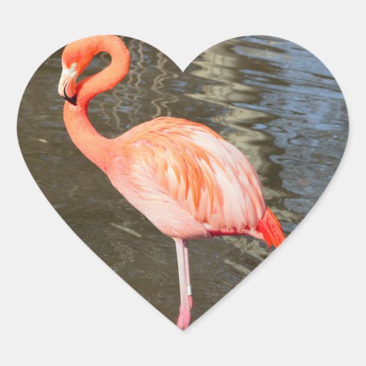 Oranje Flamingo Foto Hart Sticker (Voorkant)