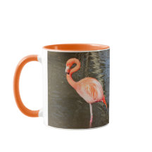 Oranje Flamingo Foto