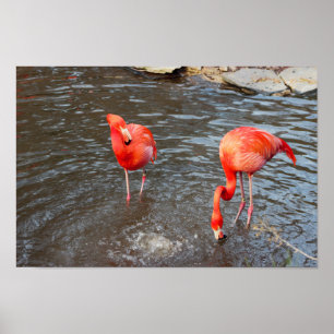 Oranje Flamingos Foto Poster
