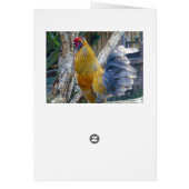 Oranje fluffy Proud Rooster, Birthday Kaart (Achterkant)