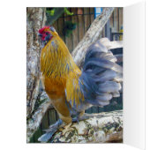 Oranje fluffy Proud Rooster, Birthday Kaart (Binnen (Links))