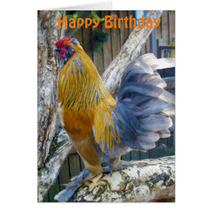 Oranje fluffy Proud Rooster, Birthday Kaart