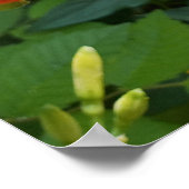 Oranje foto's op daglicht poster (Hoek)