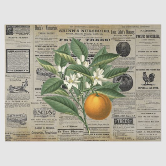 Oranje fruitteelt Ads Ephemera Tissuepapier (Voorkant)