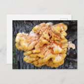 Oranje Fungus Briefkaart (Voorkant / Achterkant)