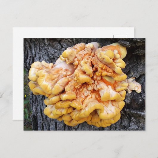 Oranje Fungus Briefkaart (Voorkant / Achterkant)