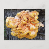 Oranje Fungus Briefkaart (Voorkant)