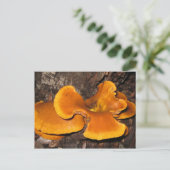 Oranje Fungus Briefkaart (Staand voorkant)
