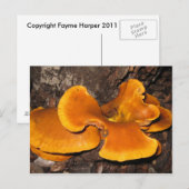 Oranje Fungus Briefkaart (Voorkant / Achterkant)