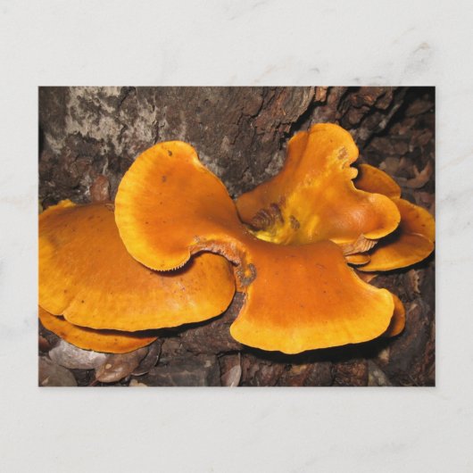 Oranje Fungus Briefkaart (Voorkant)
