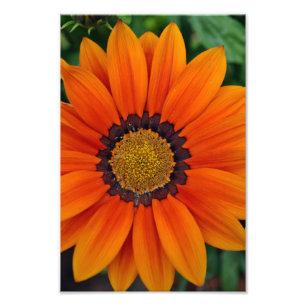 Oranje-Gazania African Daisies Summer Flower Foto Afdruk