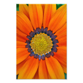 Oranje-Gazania African Daisies Summer Flower Foto Afdruk