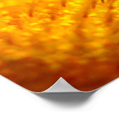 Oranje-Gazania African Daisies Summer Flower Poster (Hoek)