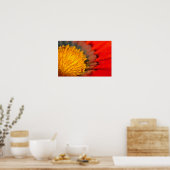 Oranje-Gazania African Daisies Summer Flower Poster (Keuken)