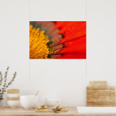 Oranje-Gazania African Daisies Summer Flower Poster (Keuken)