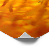 Oranje-Gazania African Daisies Summer Flower Poster (Hoek)