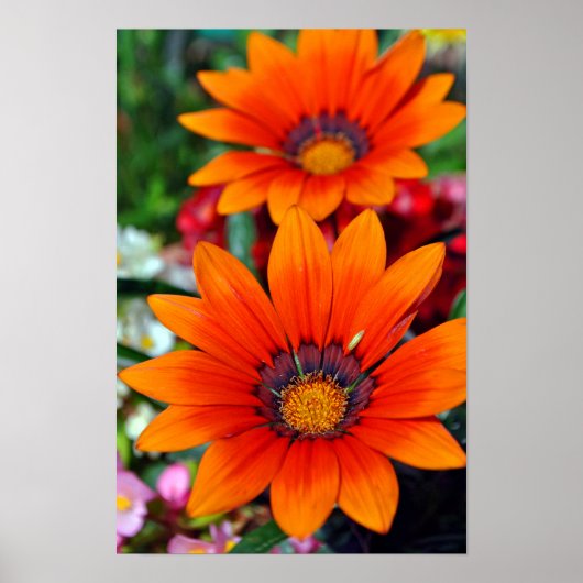 Oranje-Gazania African Daisies Summer Flower Poster (Voorkant)