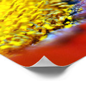 Oranje-Gazania African Daisies Summer Flower Poster (Hoek)