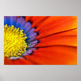 Oranje-Gazania African Daisies Summer Flower Poster