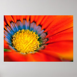 Oranje-Gazania African Daisies Summer Flower Poster