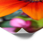 Oranje-Gazania African Daisies Summer Flower Poster (Hoek)