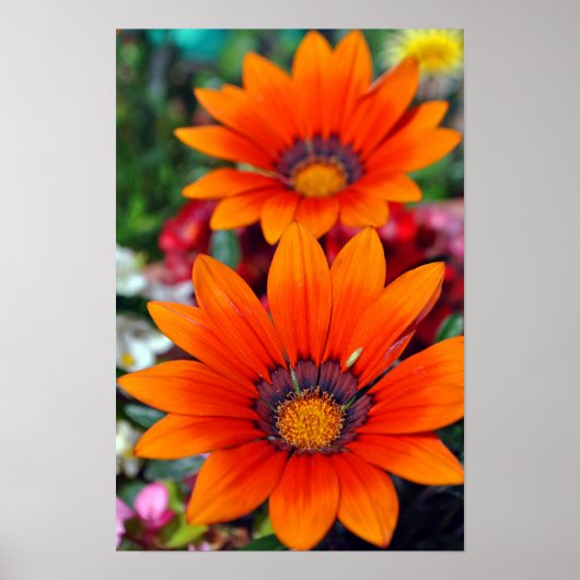 Oranje-Gazania African Daisies Summer Flower Poster (Voorkant)