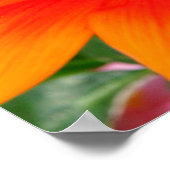 Oranje-Gazania African Daisies Summer Flower Poster (Hoek)