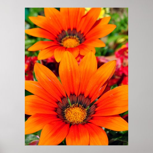 Oranje-Gazania African Daisies Summer Flower Poster (Voorkant)