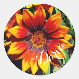 Oranje Gazania stickers voor aangepaste namen