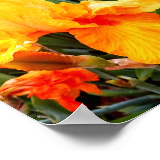Oranje gebaarde iris poster (Hoek)