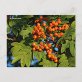 Oranje gebergte Ash Rowan Berries Briefkaart (Voorkant)
