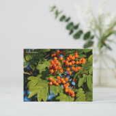 Oranje gebergte Ash Rowan Berries Briefkaart (Staand voorkant)