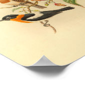 Oranje geCollared Flycatcher Bird  Print (Hoek)