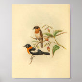Oranje geCollared Flycatcher Bird  Print (Voorkant)