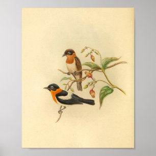 Oranje geCollared Flycatcher Bird  Print