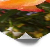 Oranje Geel Rood Roos Bloemen Poster (Hoek)