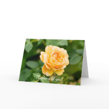 Oranje geel roos denken aan je