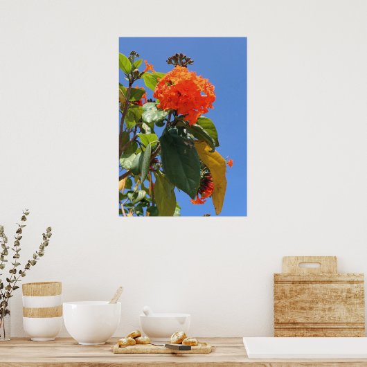 Oranje geigerboom poster (Keuken)