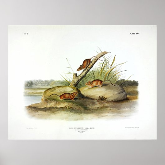 Oranje gekleurde muis (Golden Mouse) van Audubon Poster (Voorkant)
