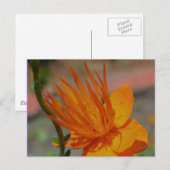 Oranje Gele Bloem Fotografie Briefkaart (Voorkant / Achterkant)