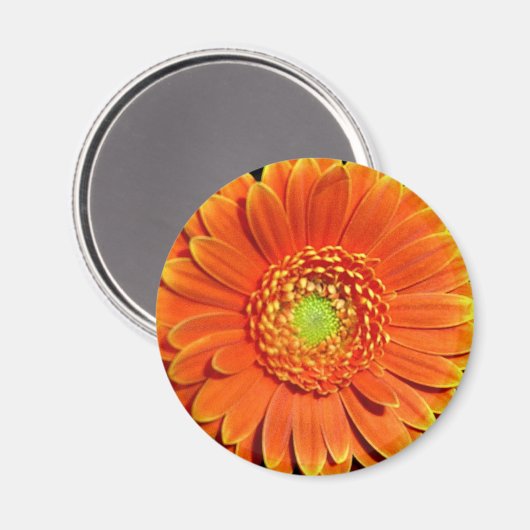 Oranje gele Daisy Flower Magnet (Voorkant / Achterkant)