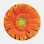 Oranje gele Daisy Flower Magnet (Voorkant)
