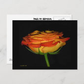 Oranje/gele roos briefkaart (Voorkant / Achterkant)