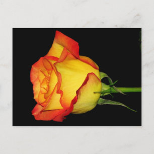Oranje-gele Rose Briefkaart