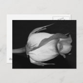 Oranje-gele Rose Briefkaart (Voorkant / Achterkant)