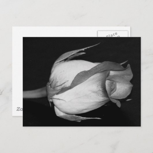 Oranje-gele Rose Briefkaart (Voorkant / Achterkant)