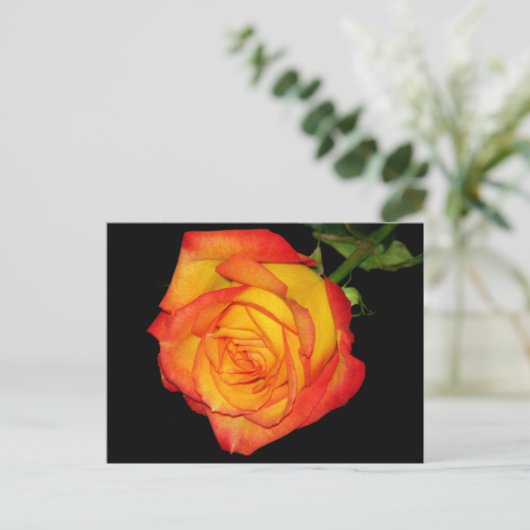 Oranje-gele Rose Briefkaart (Staand voorkant)